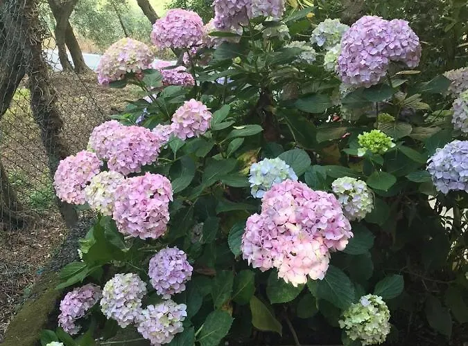 Casa Perla شقة لافانيا