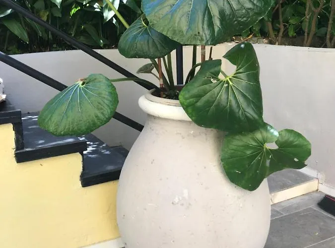 Casa Perla Appartement